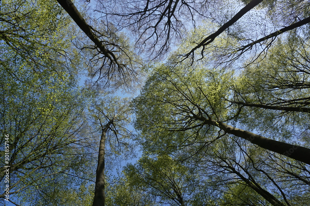 Obraz premium Himmel im Wald