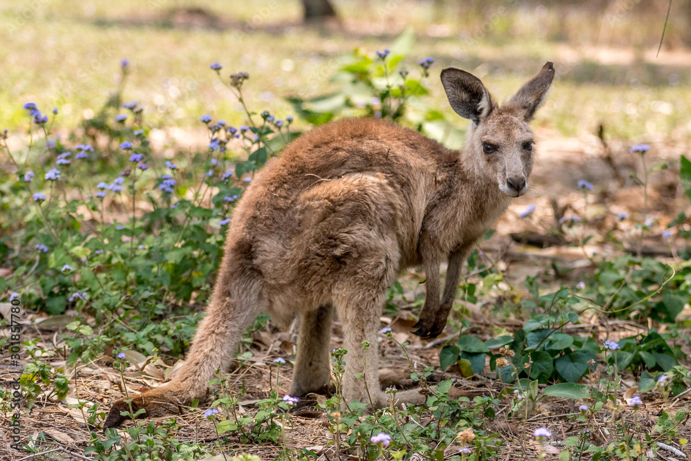 A young kangaroo standing in it's native bushland habitat A young kangaroo standing in it's native bushland habitat
