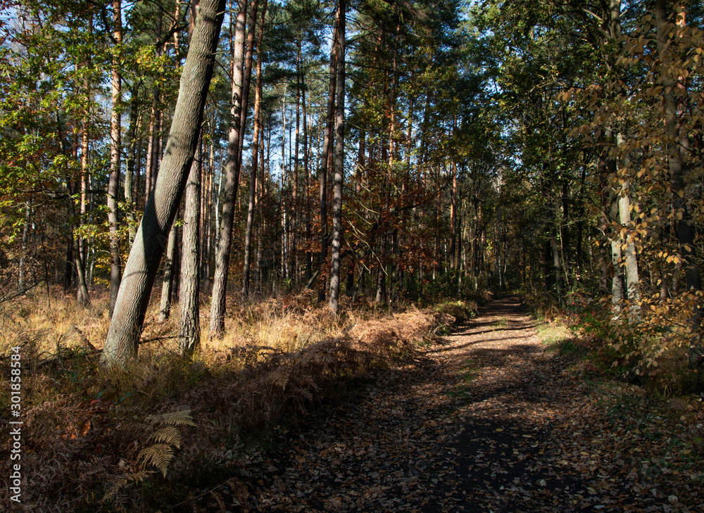 Fototapeta premium Jesienne klimaty