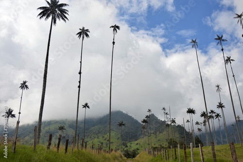 Landscape in Cocora Valley, Colombia