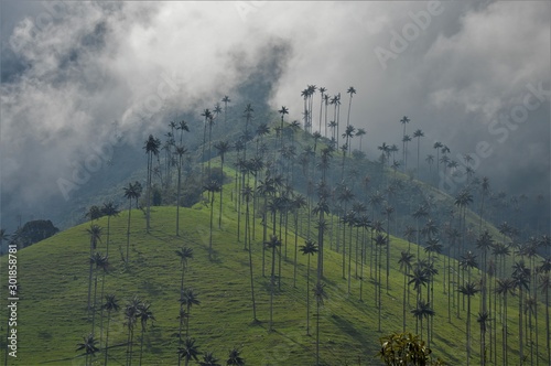 Foggy Cocora Valley in Colombia