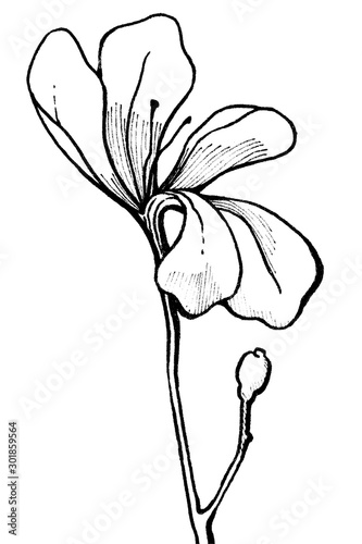 Flower illustration design for backgrounds line art hand drawn isolated on white