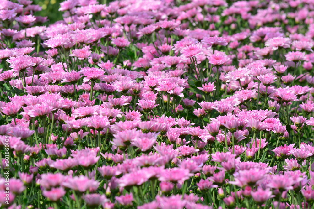 chrysanthemum flowers on the garden for background