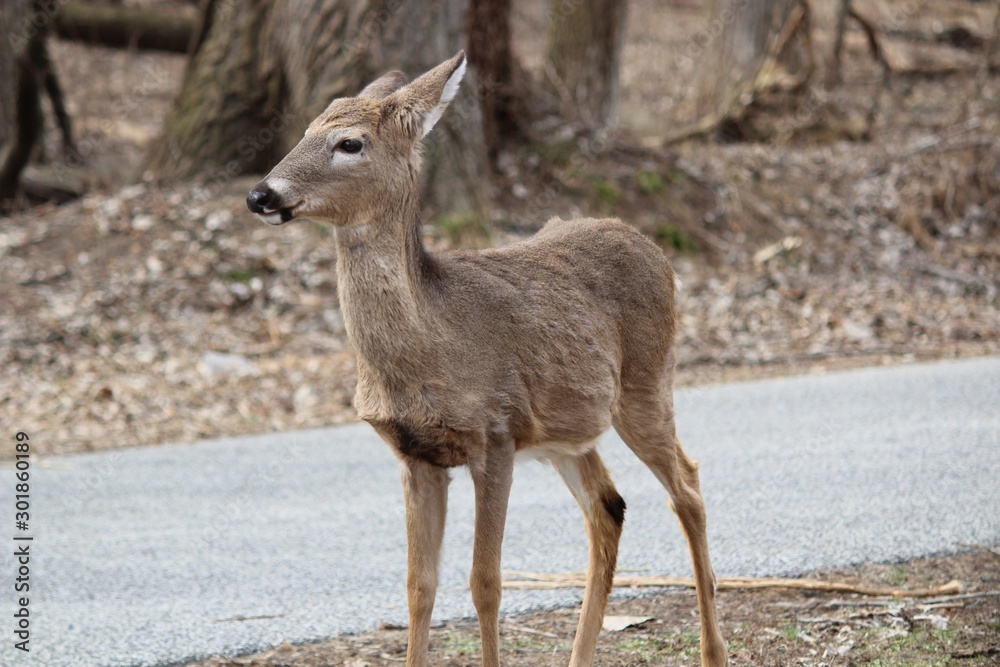 deer in wild