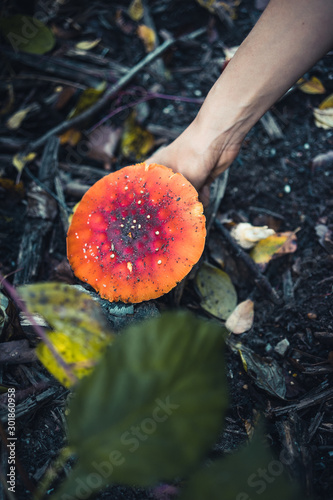 Woman picking up a Agaric mushroom in a forest