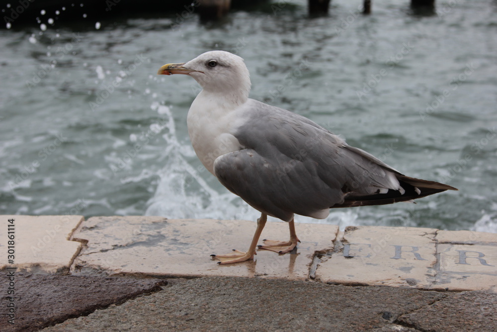 Grey seagull on the promenade in Venice Grey seagull on the promenade in Venice