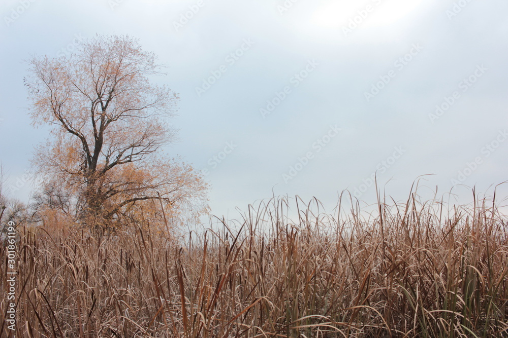 Autumn landskape with dry reeds, tree and blue sky Autumn landskape with dry reeds, tree and blue sky