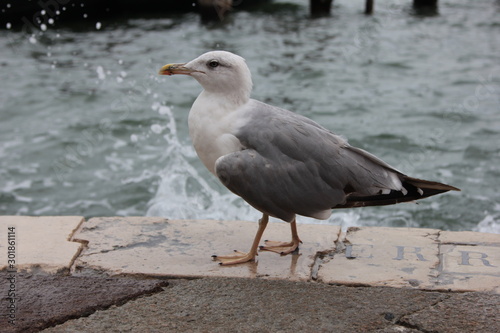 Grey seagull on the promenade in Venice