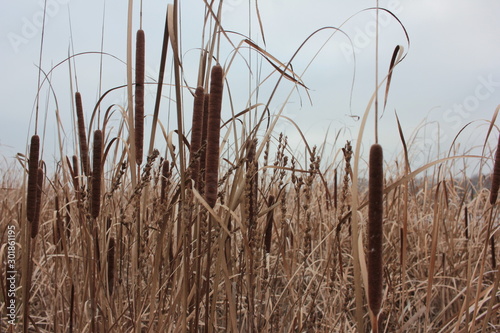 Dry reeds in the lake. Autumn winter landskape. Background. Narrow-leaved cattail or soft flag plant (Typha angustifolia). Closeup Rush on the autumn lake. 