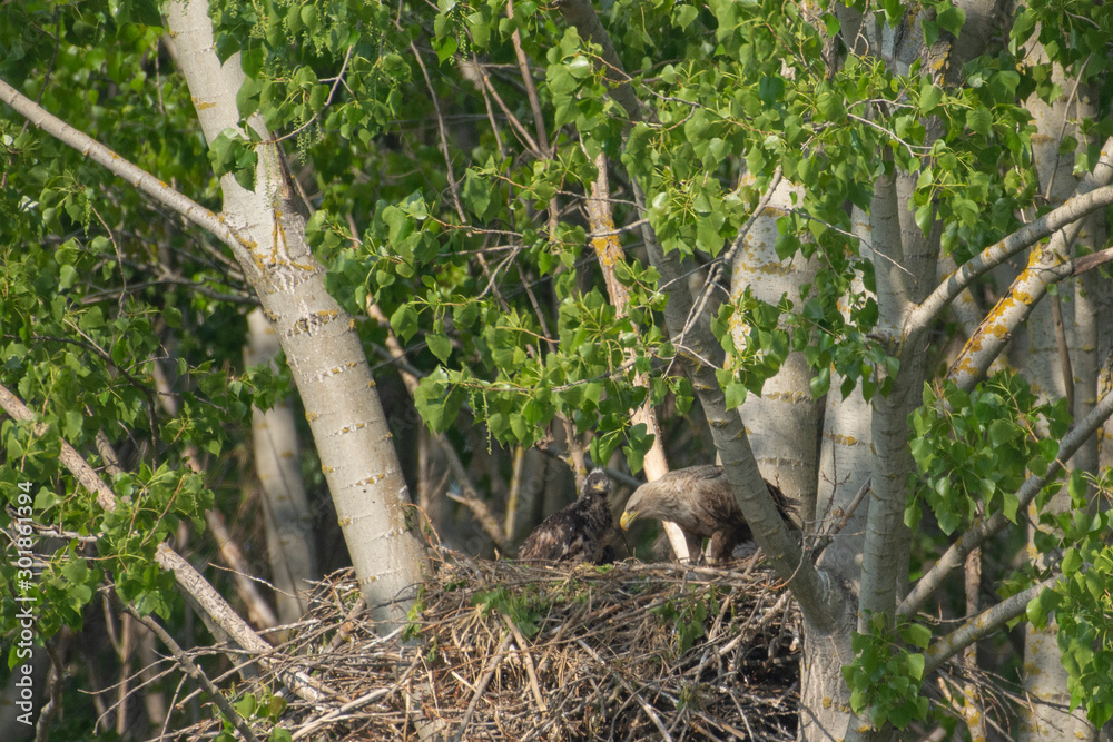 White-tailed eagle in the nest with small birds Haliaetus albicilla White-tailed eagle in the nest with small birds Haliaetus albicilla