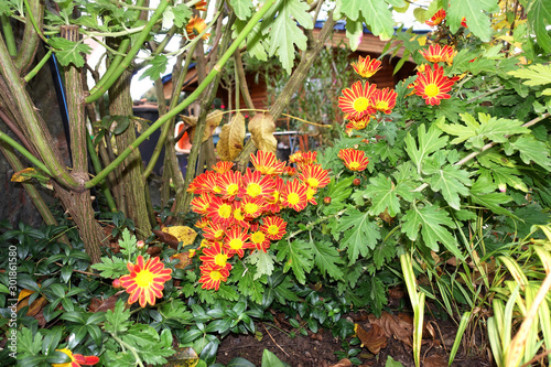 Astern-Hybriden  Aster spec.  im herbstlichen Garten