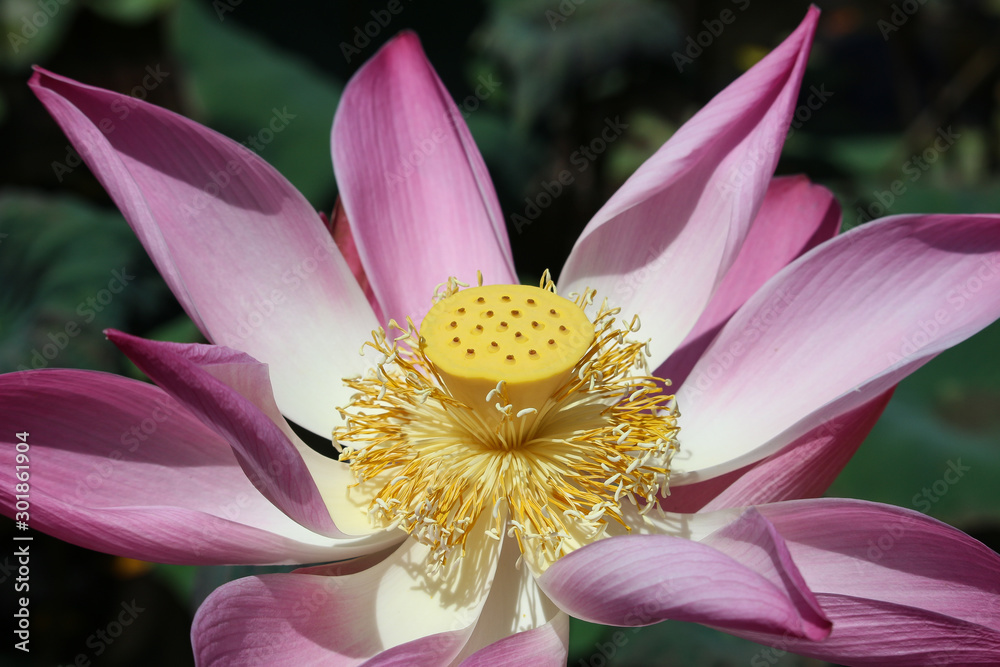 Lotus Flower, Bali, Indonesia Lotus Flower, Bali, Indonesia