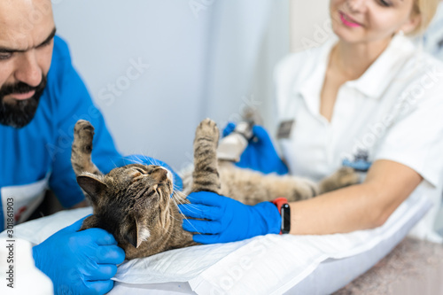 Fototapeta Naklejka Na Ścianę i Meble -  Professional doctors veterinarians perform ultrasound examination of the internal organs of a cat in a veterinary clinic