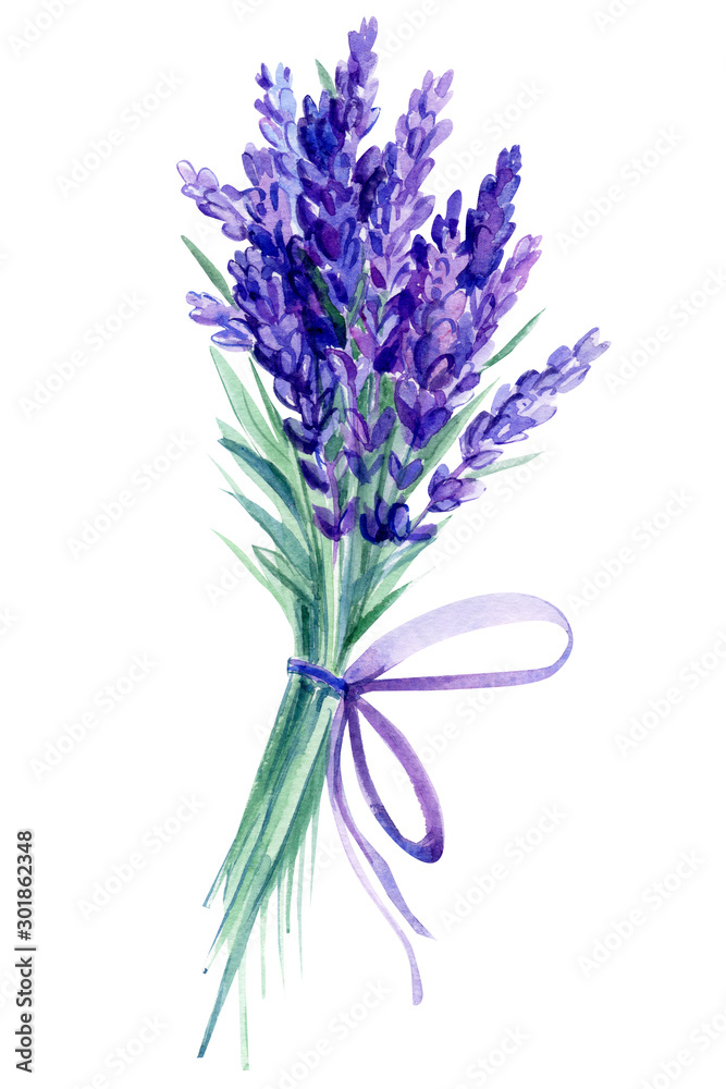 lavender flowers on an isolated white background, bouquet watercolor illustration, hand drawing