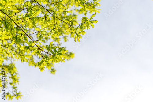 Oak tree branches with fresh spring foliage in sunlight against sky  bottom view  copy space. Soft focus. 