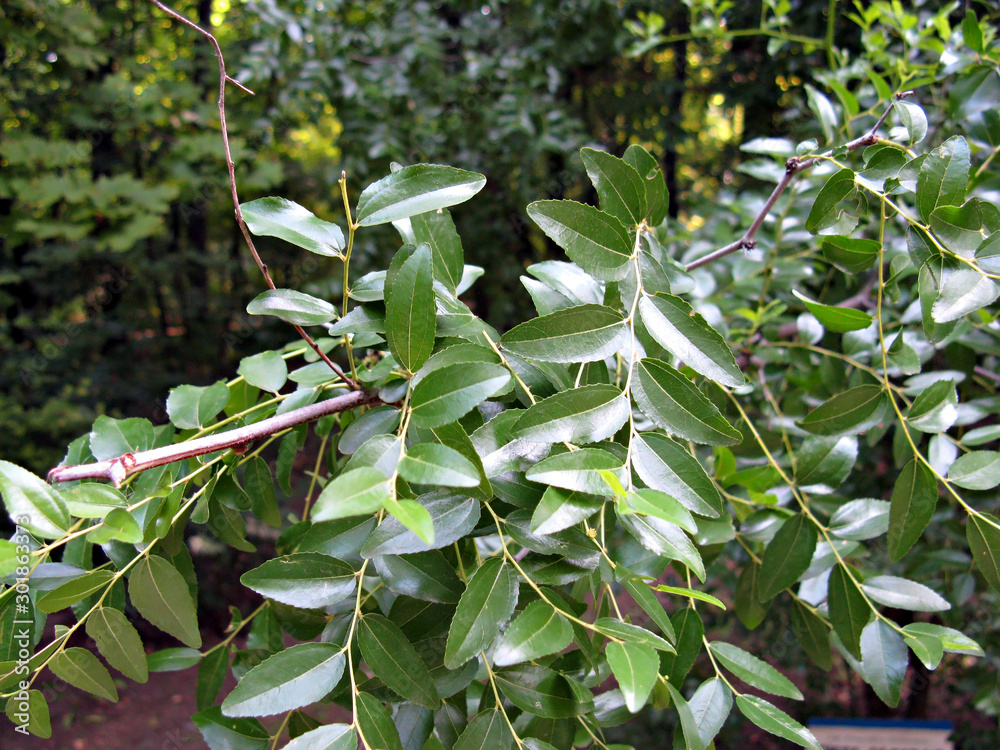 Fototapeta premium Leaves