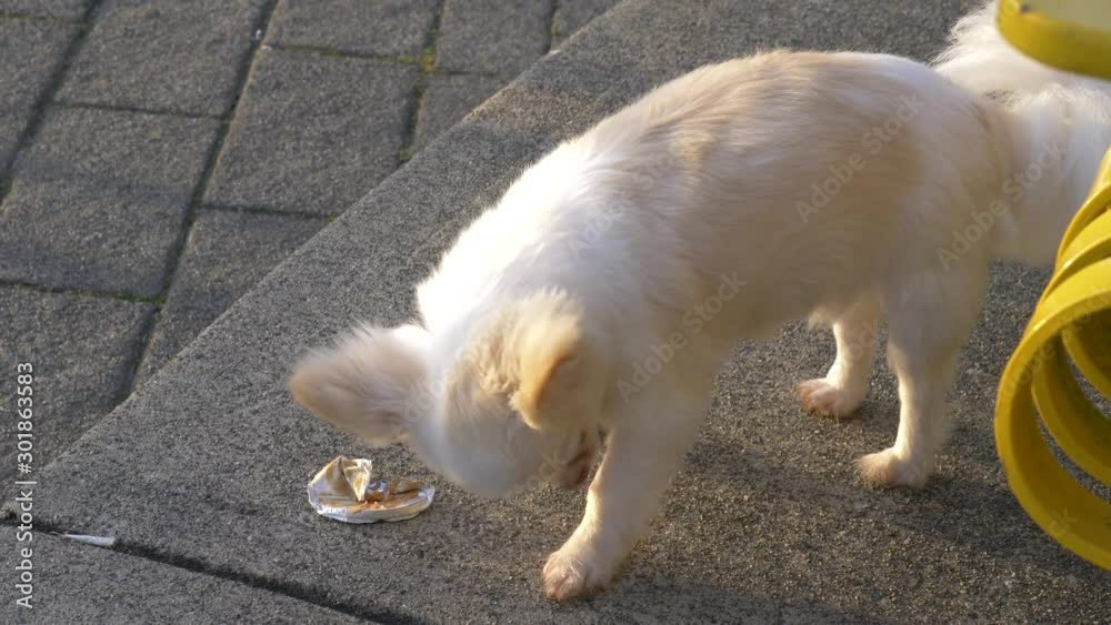 closeup of white puppy licking food closeup of white puppy licking food