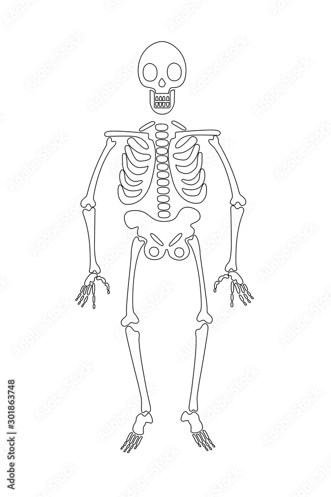 skeleton contour vector illustration isolated