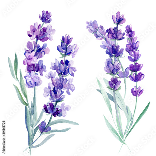 bouquet lavender flowers on an isolated white background, watercolor illustration, hand drawing