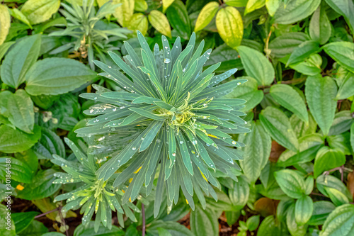 Euphorbia characias known as spurge black pearl, Albanian or large Mediterranean spurge with dew on leaves
