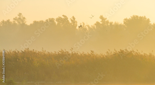 Reed along the edge of a lake in sunlight at sunrise in autumn