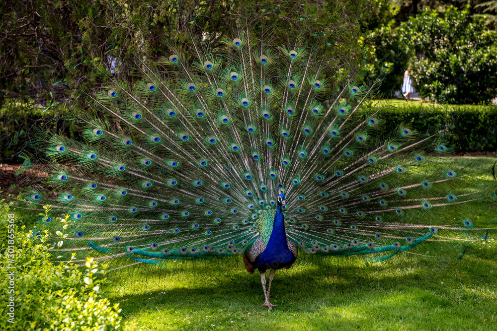 Obraz premium peacock with feathers out