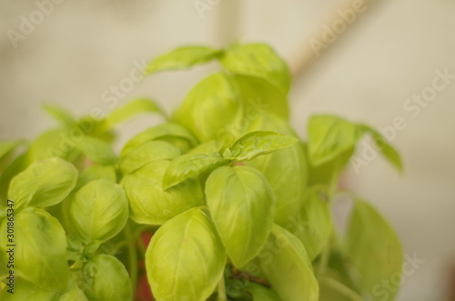 fresh basil in pot