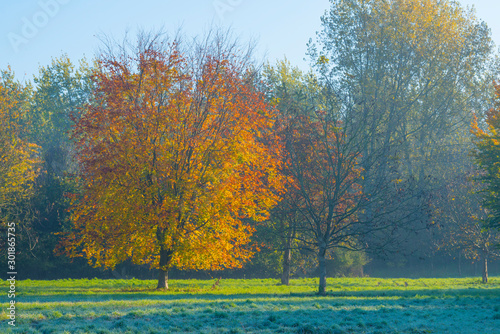 Trees in fall colors in a green grassy field in sunlight in autumn