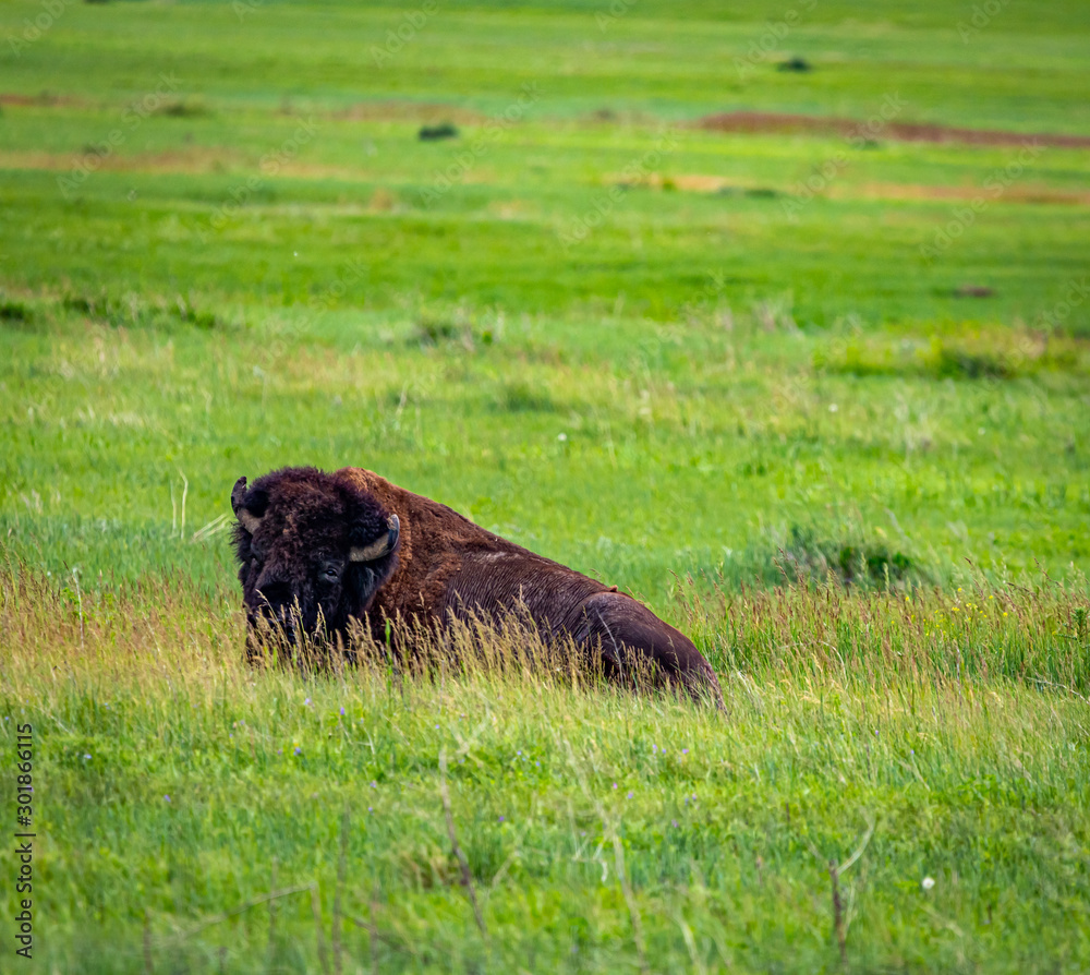 American Bison in the Badlands American Bison in the Badlands