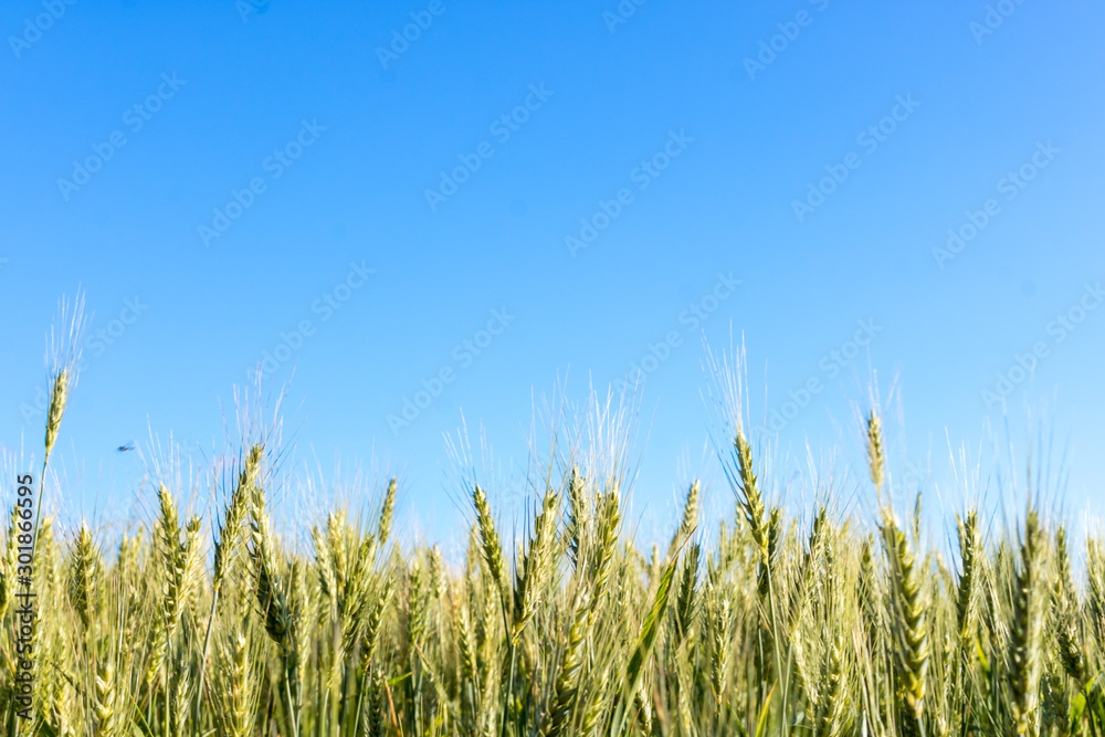 Field of wheat Field of wheat
