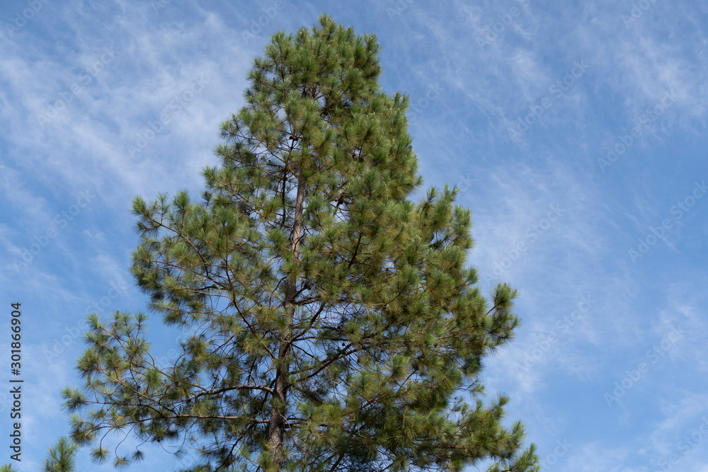 tree on background of blue sky