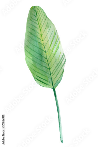 tropical leaves on a white background, palm leaves, watercolor illustration