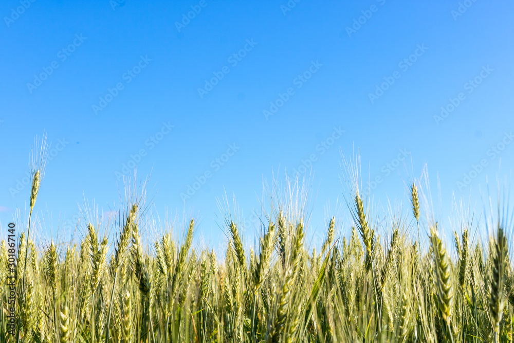 Field of wheat Field of wheat