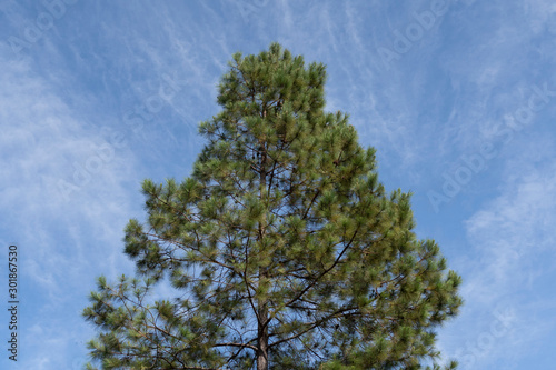 tree on background of blue sky