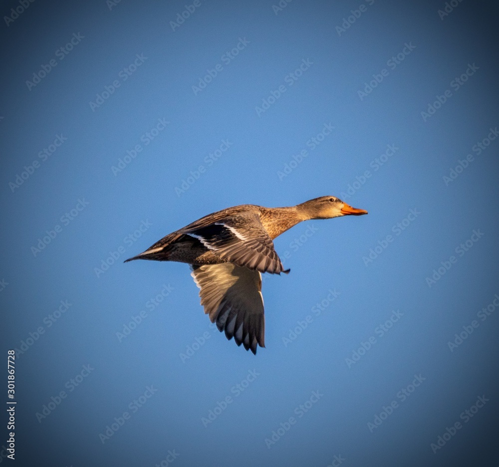 Obraz premium Mallard Hen in flight