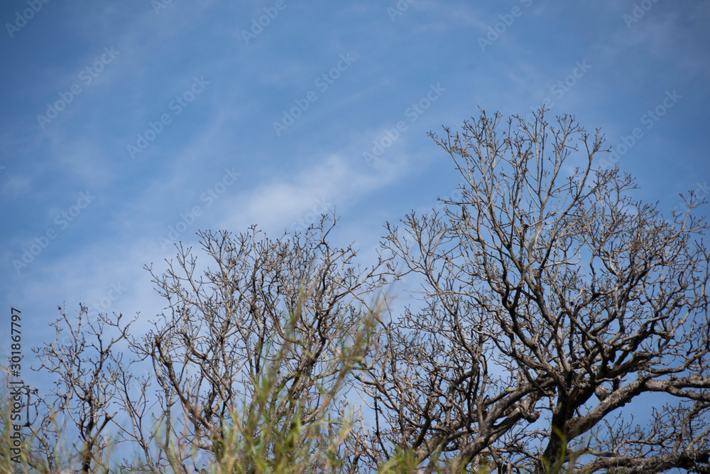 tree and sky tree and sky