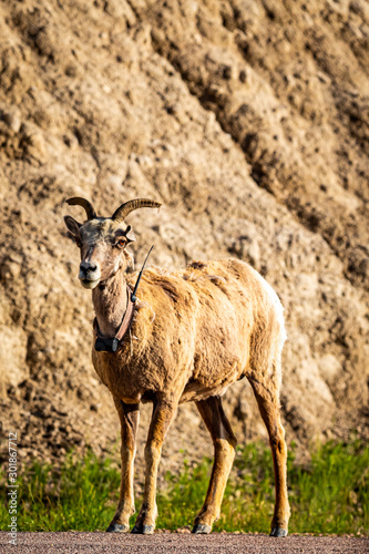 Bighorn Sheep Ewe and Lamb