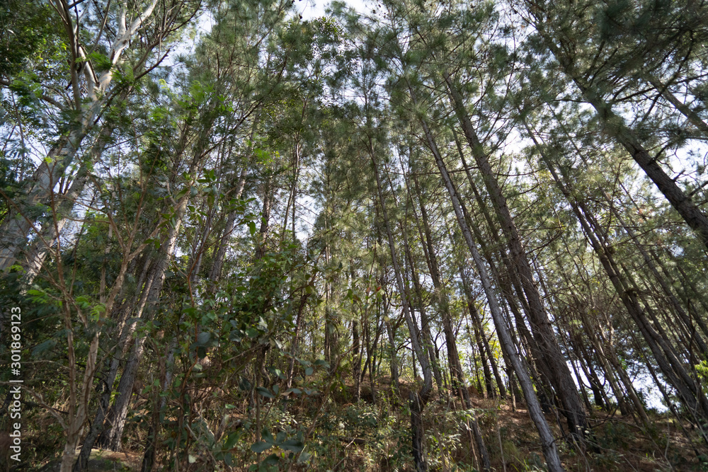 trees in the forest trees in the forest