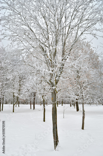 Trees covered with snow in the winter garden