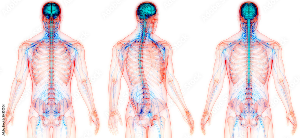 Central Organ of Human Nervous System Brain Anatomy Stock Illustration ...