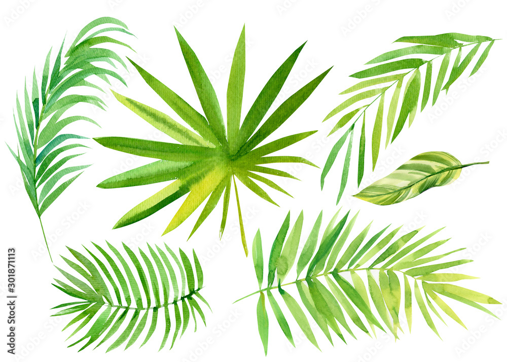 Naklejka premium set of tropical leaves on a white background, palm leaves, watercolor illustration