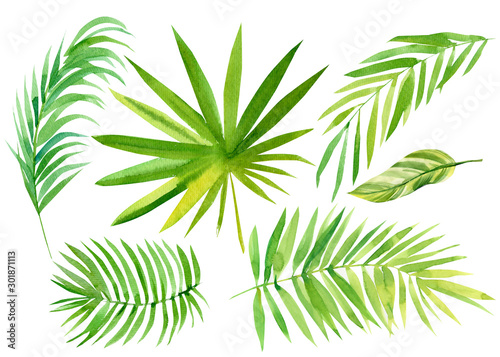 set of tropical leaves on a white background, palm leaves, watercolor illustration