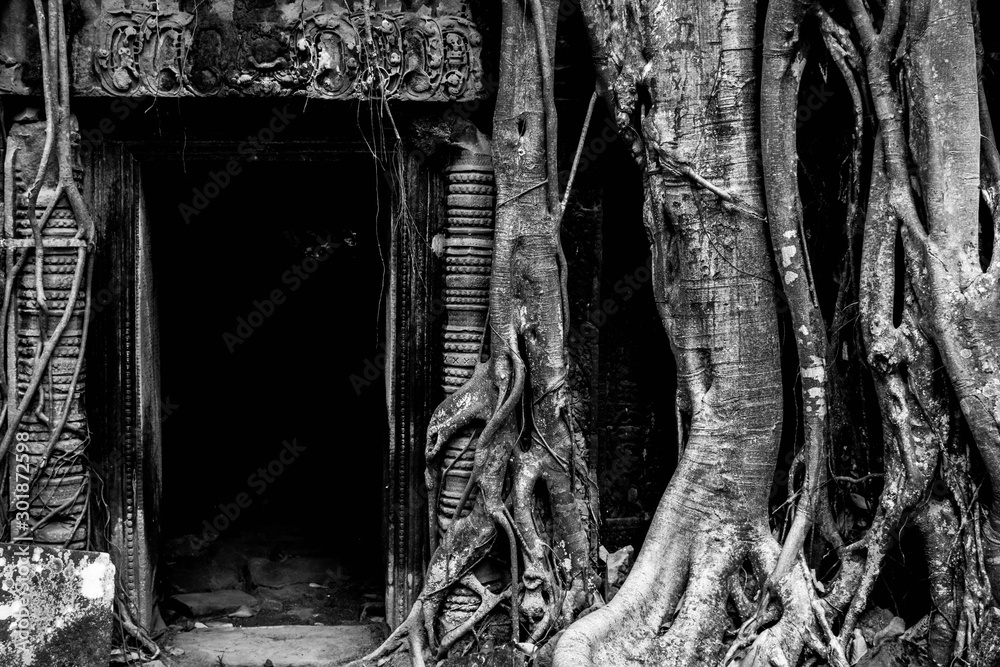 Fototapeta premium Angkor Wat Roots and Temples