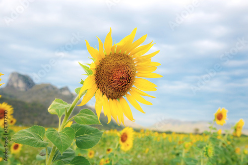 Sunflower in winter at sky.