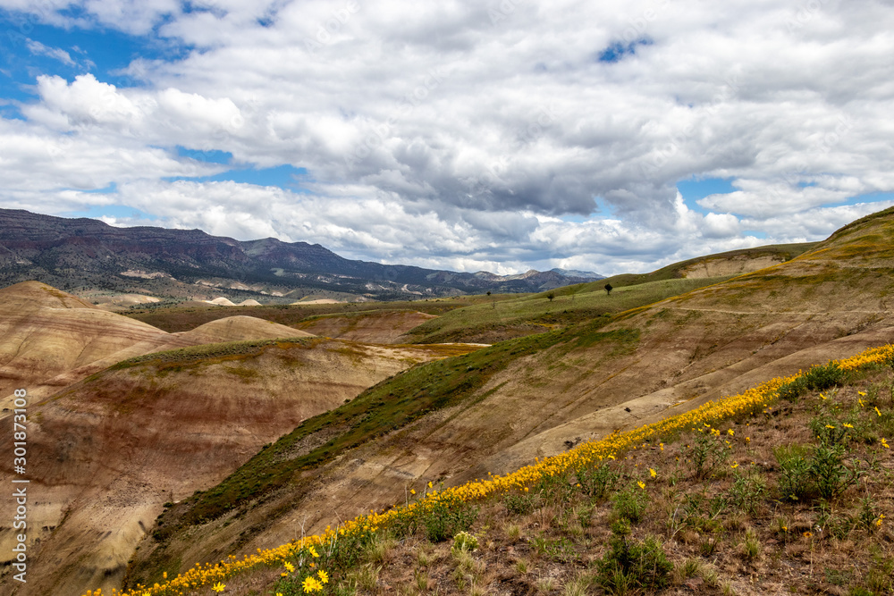 Spring Yellow wildflowers on the sides of the Painted Hills