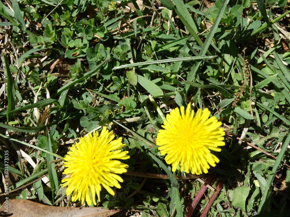 closeup of two sunny yellow dandelions in the grass closeup of two sunny yellow dandelions in the grass