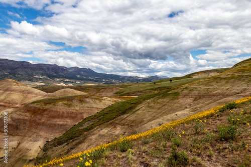 Spring Yellow wildflowers on the sides of the Painted Hills