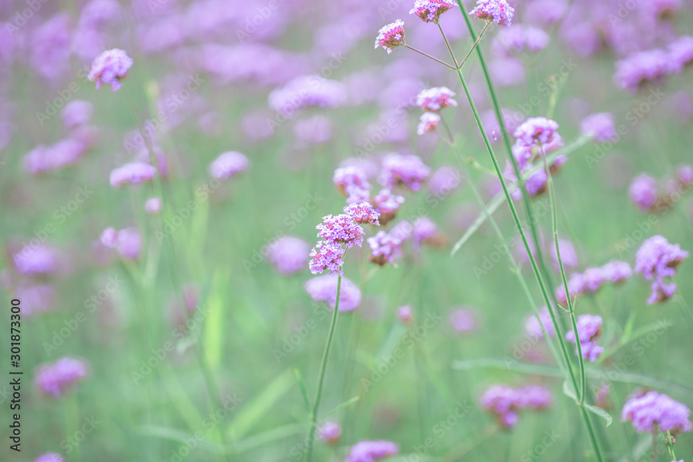 Close-up natural background view of the purple flower beds (Verbena), the blurring of the wind blowing, to decorate in the park or coffee shop for customers to take pictures. Close-up natural background view of the purple flower beds (Verbena), the blurring of the wind blowing, to decorate in the park or coffee shop for customers to take pictures.