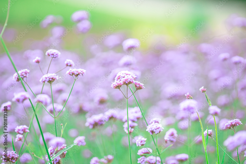 Close-up natural background view of the purple flower beds (Verbena), the blurring of the wind blowing, to decorate in the park or coffee shop for customers to take pictures. Close-up natural background view of the purple flower beds (Verbena), the blurring of the wind blowing, to decorate in the park or coffee shop for customers to take pictures.