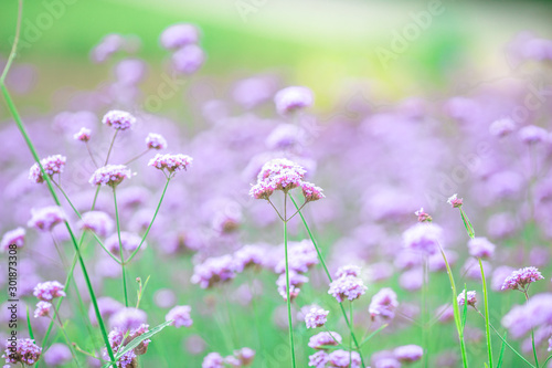 Close-up natural background view of the purple flower beds  Verbena   the blurring of the wind blowing  to decorate in the park or coffee shop for customers to take pictures.